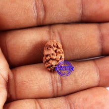 Load image into Gallery viewer, 2 Mukhi Rudraksha from Indonesia - Bead No. 231
