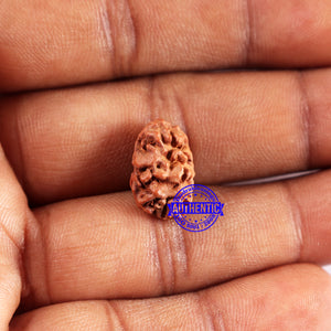 2 Mukhi Rudraksha from Indonesia - Bead No. 231