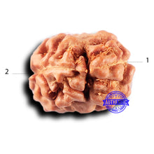 Load image into Gallery viewer, 2 Mukhi Rudraksha from Indonesia - Bead No. 232
