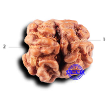 Load image into Gallery viewer, 2 Mukhi Rudraksha from Indonesia - Bead No. 235
