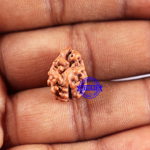 2 Mukhi Rudraksha from Indonesia - Bead No. 235