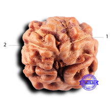 Load image into Gallery viewer, 2 Mukhi Rudraksha from Indonesia - Bead No. 236
