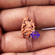 Load image into Gallery viewer, 2 Mukhi Rudraksha from Indonesia - Bead No. 236
