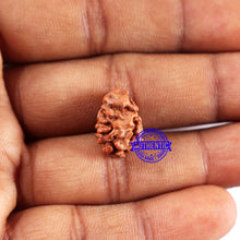 Load image into Gallery viewer, 2 Mukhi Rudraksha from Indonesia - Bead No. 237
