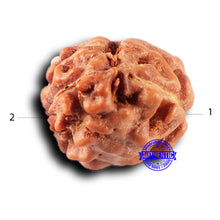 Load image into Gallery viewer, 2 Mukhi Rudraksha from Indonesia - Bead No. 238
