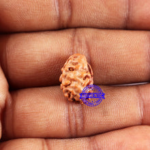 Load image into Gallery viewer, 2 Mukhi Rudraksha from Indonesia - Bead No. 238
