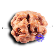 Load image into Gallery viewer, 2 Mukhi Rudraksha from Indonesia - Bead No. 241
