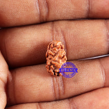 Load image into Gallery viewer, 2 Mukhi Rudraksha from Indonesia - Bead No. 241
