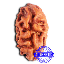 Load image into Gallery viewer, 2 Mukhi Rudraksha from Indonesia - Bead No. 187
