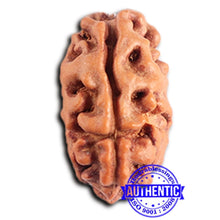 Load image into Gallery viewer, 2 Mukhi Rudraksha from Indonesia - Bead No. 178
