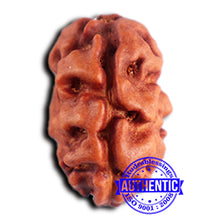 Load image into Gallery viewer, 2 Mukhi Rudraksha from Indonesia - Bead No. 181
