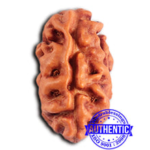 Load image into Gallery viewer, 2 Mukhi Rudraksha from Indonesia - Bead No. 183
