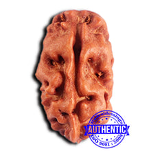 Load image into Gallery viewer, 2 Mukhi Rudraksha from Indonesia - Bead No. 189
