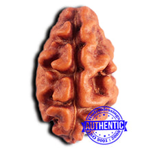 Load image into Gallery viewer, 2 Mukhi Rudraksha from Indonesia - Bead No. 190
