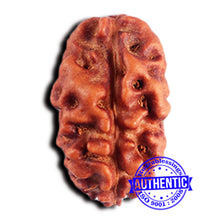 Load image into Gallery viewer, 2 Mukhi Rudraksha from Indonesia - Bead No. 193
