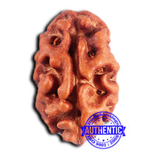 Load image into Gallery viewer, 2 Mukhi Rudraksha from Indonesia - Bead No. 196
