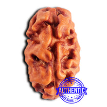 Load image into Gallery viewer, 2 Mukhi Rudraksha from Indonesia - Bead No. 197
