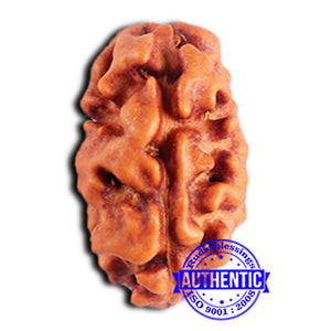 2 Mukhi Rudraksha from Indonesia - Bead No. 197