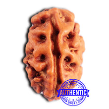 Load image into Gallery viewer, 2 Mukhi Rudraksha from Indonesia - Bead No. 198
