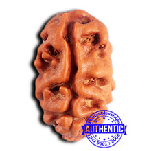 Load image into Gallery viewer, 2 Mukhi Rudraksha from Indonesia - Bead No. 200
