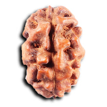 Load image into Gallery viewer, 2 Mukhi Rudraksha from Indonesia - Bead No. 243
