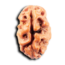 Load image into Gallery viewer, 2 Mukhi Rudraksha from Indonesia - Bead No. 259
