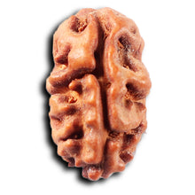 Load image into Gallery viewer, 2 Mukhi Rudraksha from Indonesia - Bead No. 261
