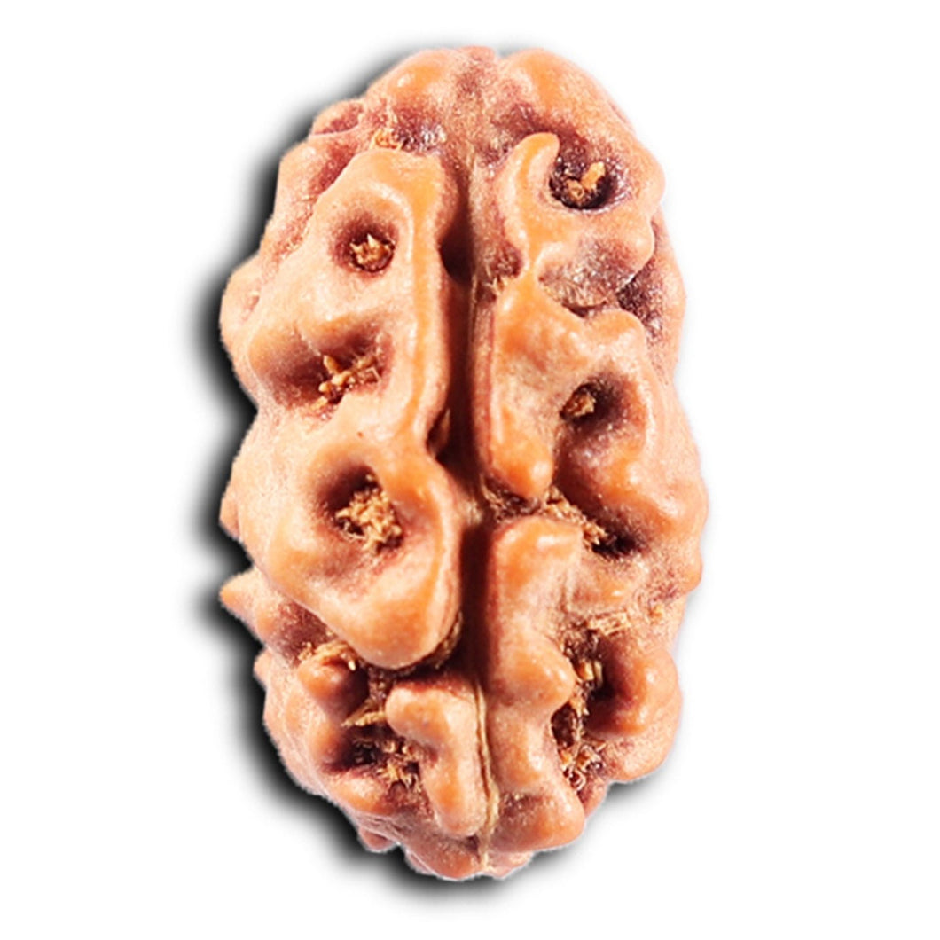 2 Mukhi Rudraksha from Indonesia - Bead No. 264