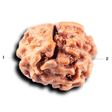 Load image into Gallery viewer, 2 Mukhi Rudraksha from Indonesia - Bead No. 242
