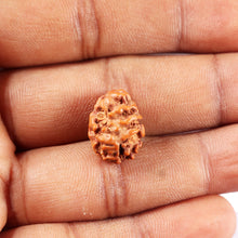 Load image into Gallery viewer, 2 Mukhi Rudraksha from Indonesia - Bead No. 242
