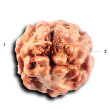 Load image into Gallery viewer, 2 Mukhi Rudraksha from Indonesia - Bead No. 243
