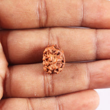 Load image into Gallery viewer, 2 Mukhi Rudraksha from Indonesia - Bead No. 243
