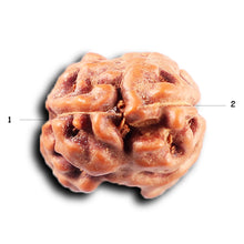 Load image into Gallery viewer, 2 Mukhi Rudraksha from Indonesia - Bead No. 244
