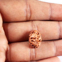 Load image into Gallery viewer, 2 Mukhi Rudraksha from Indonesia - Bead No. 244
