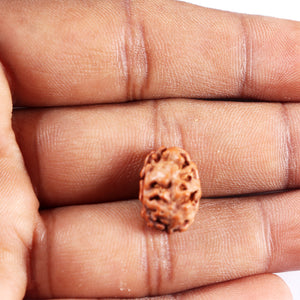 2 Mukhi Rudraksha from Indonesia - Bead No. 244