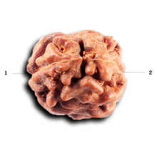 Load image into Gallery viewer, 2 Mukhi Rudraksha from Indonesia - Bead No. 245
