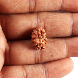 2 Mukhi Rudraksha from Indonesia - Bead No. 245