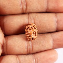 Load image into Gallery viewer, 2 Mukhi Rudraksha from Indonesia - Bead No. 246
