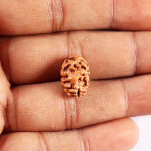 2 Mukhi Rudraksha from Indonesia - Bead No. 246