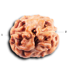 Load image into Gallery viewer, 2 Mukhi Rudraksha from Indonesia - Bead No. 247
