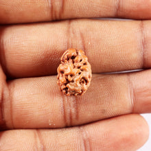 Load image into Gallery viewer, 2 Mukhi Rudraksha from Indonesia - Bead No. 247
