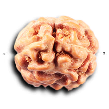 Load image into Gallery viewer, 2 Mukhi Rudraksha from Indonesia - Bead No. 248
