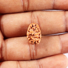 Load image into Gallery viewer, 2 Mukhi Rudraksha from Indonesia - Bead No. 248
