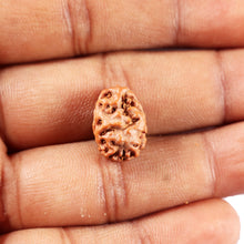 Load image into Gallery viewer, 2 Mukhi Rudraksha from Indonesia - Bead No. 249
