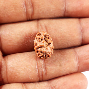 2 Mukhi Rudraksha from Indonesia - Bead No. 249