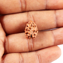 Load image into Gallery viewer, 2 Mukhi Rudraksha from Indonesia - Bead No. 250
