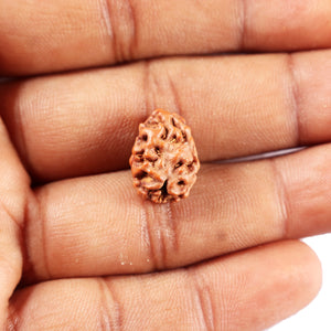 2 Mukhi Rudraksha from Indonesia - Bead No. 250