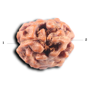 2 Mukhi Rudraksha from Indonesia - Bead No. 251