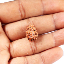 Load image into Gallery viewer, 2 Mukhi Rudraksha from Indonesia - Bead No. 251
