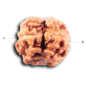 2 Mukhi Rudraksha from Indonesia - Bead No. 252